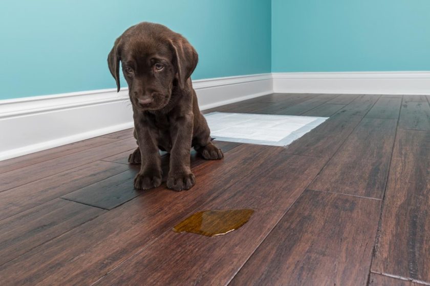 Eliminate Dog Urine Smell Completely From Home