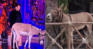 Bigg Boss 18 Evicts Donkey Gadhraj Following Pressure from Animal Welfare Groups