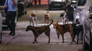 Supreme Court’s Order on Stray Dogs Sparks Nationwide Debate